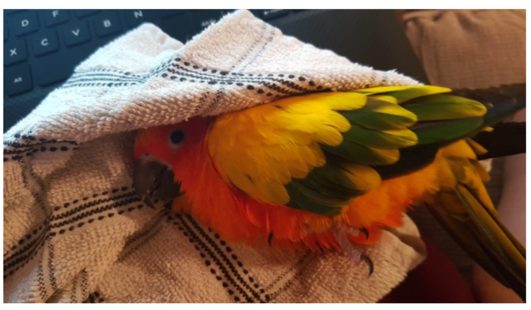 When you click the embed button the content will be displayed on a post or page