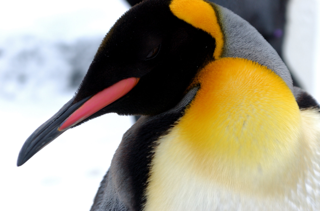 Preview of the Flickr embed.