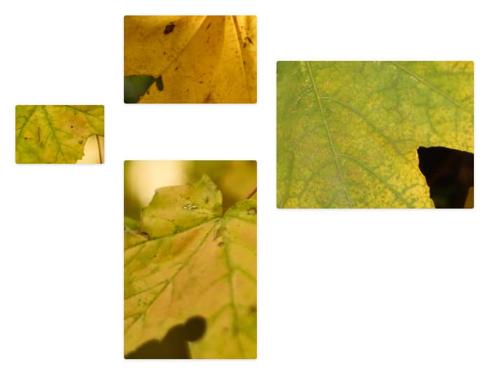 An image gallery with three columns. The left column contains one small vertically centered image. The middle column contains one small image and one larger vertically oriented image.
The third column contains a single large image.